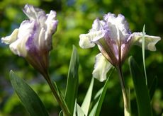Zwerg-Iris-6.jpg